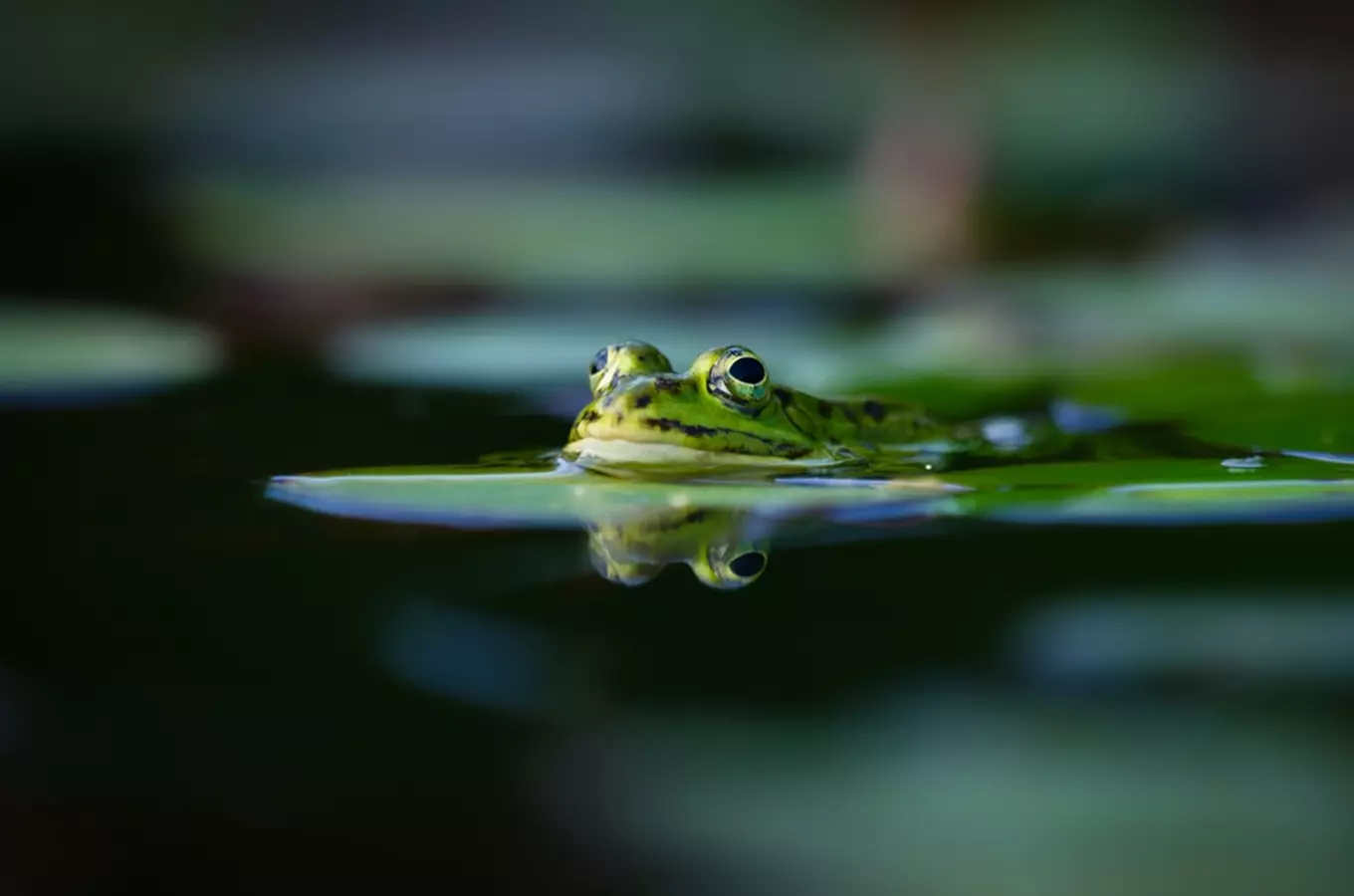 Oslavte Světový den žab jejich pozorováním v přírodě