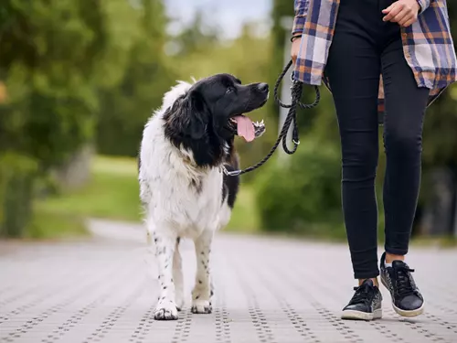Tipy, kam jít se psem v Praze na procházku, Kudy z nudy