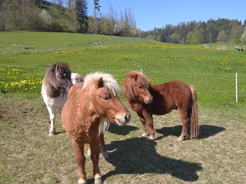 Shetlandský pony 