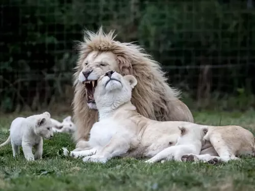 Zoologická zahrada Dvorec