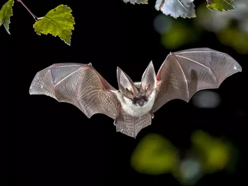 Mezinárodní noc pro netopýry na Landštejně