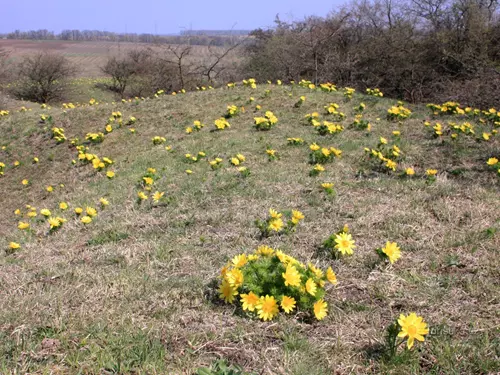 Přírodní památka Kamenice u Hlohovce