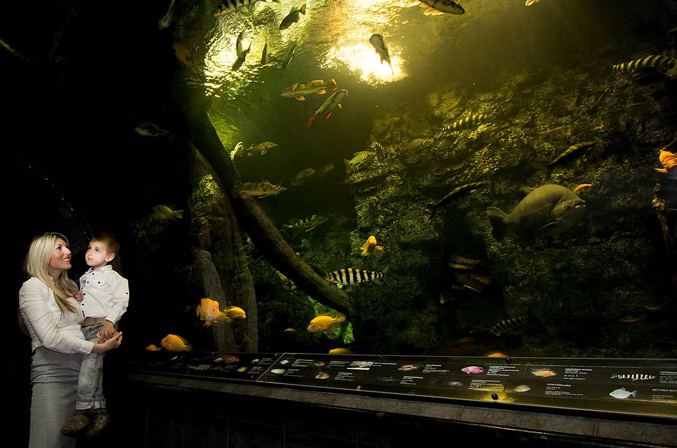 Obří akvárium v Hradci Králové má o jarních prázdninách otevřeno i v pondělí
