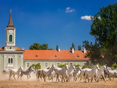 Když milujete východní Čechy: koně s puncem UNESCO, vojenské pevnosti a nejdelší visutý most