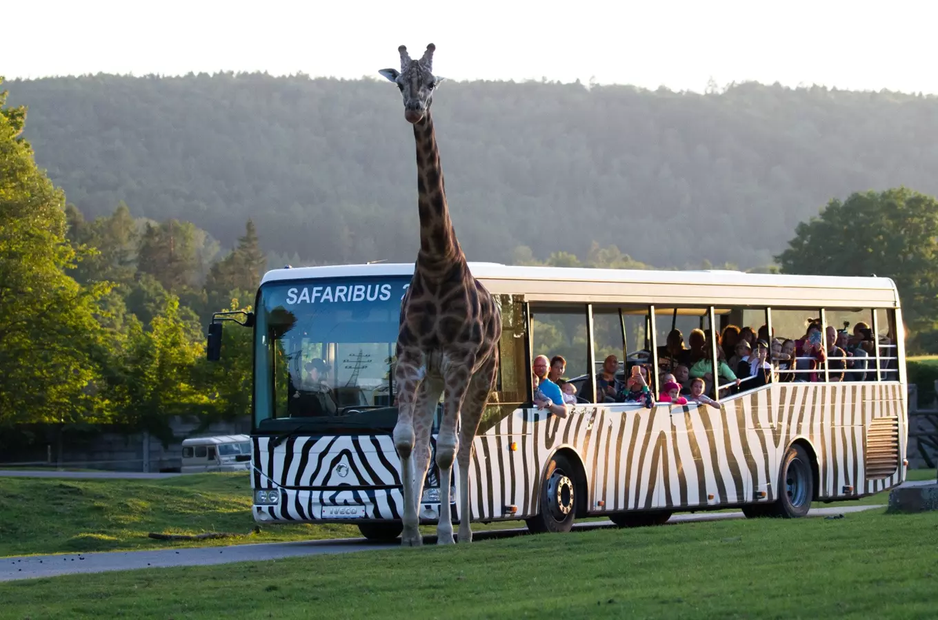 Safaribus v Safari Parku Dvůr Králové