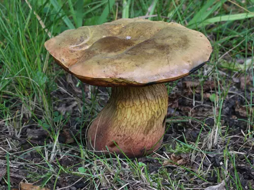 Podvečerní houbařská vycházka na Ládví