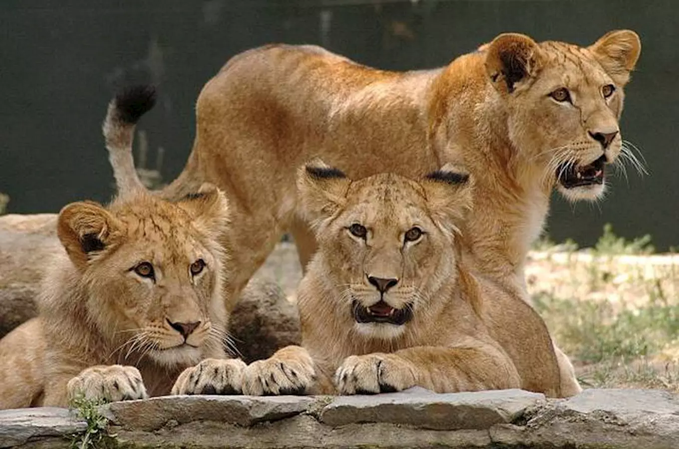 Zoologická zahrada Olomouc – Svatý Kopeček