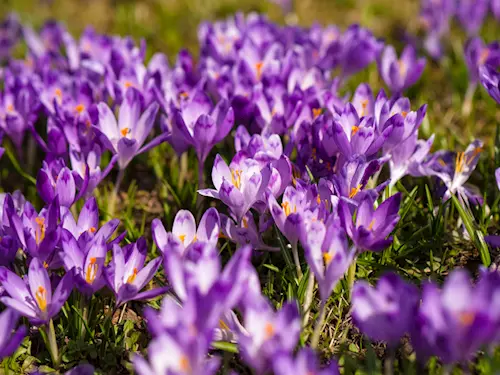 Kde v Česku kvete šafrán? Tipy, kam se na jaře vypravit za kvetoucí krásou