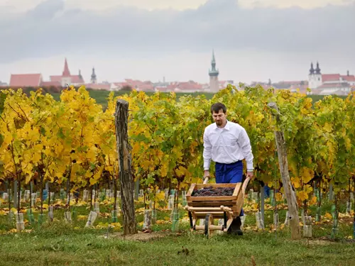 Zdroj foto: vicom-vino.cz