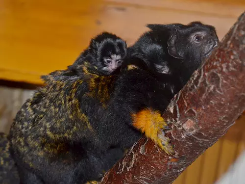 První mláďata roku přivedli v Zoo Děčín na svět tamaríni