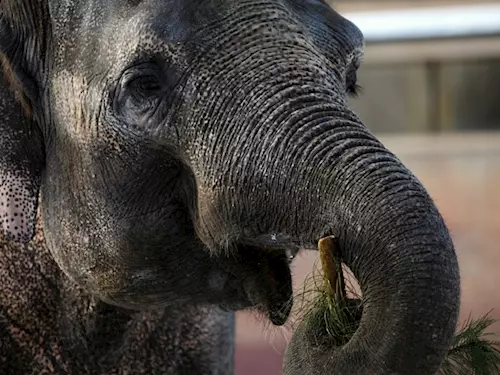 Strom udelá radost zvíratum v Zoo