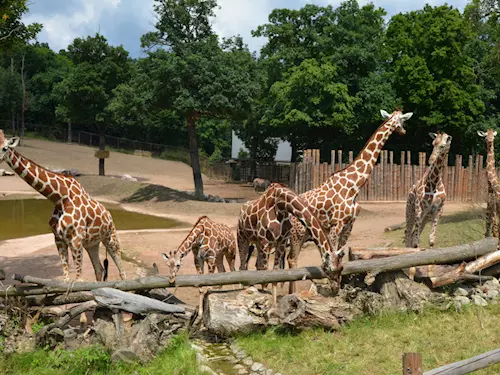 Safari výběh v Zoo Brno 