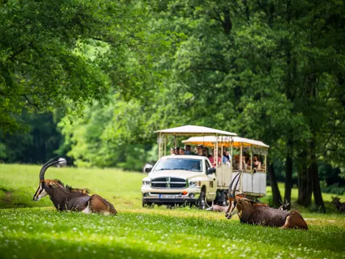 V Safari Parku Dvůr Králové si budete připadat jak na pravém africkém safari