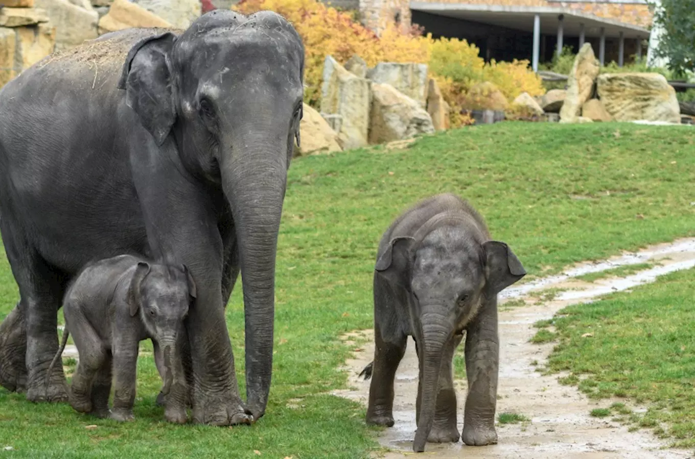 Jedničkáři za korunu v Zoo Praha