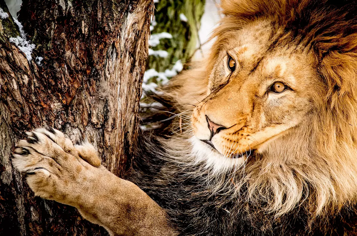 10 tipů kde se setkáte se lvy aneb do zoologických zahrad ve stínu i na výsluní