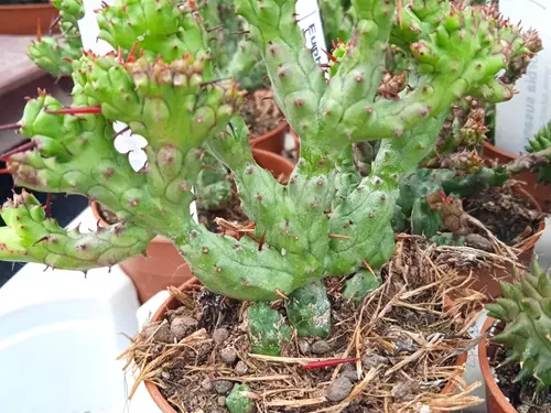 Sukulent Euphorbia