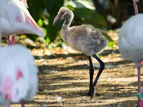 Baby Boom v Zoo Praha: Zoologická zahrada je plná mláďat