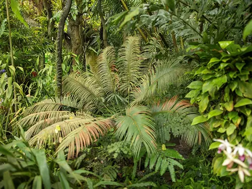 Trojská botanická zahrada získala cykasy, které patří k nejvzácnějším na světě 