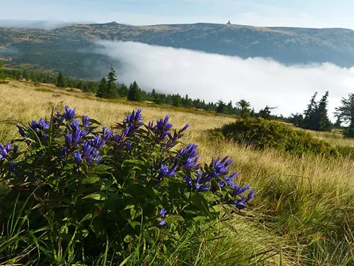 Krkonoše, Kudy z nudy, KRNAP