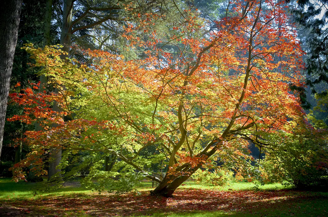 Arboretum Vysoké Chvojno