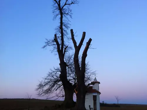 U této lípy byli také zabiti rumunští vojáci za druhé světové války