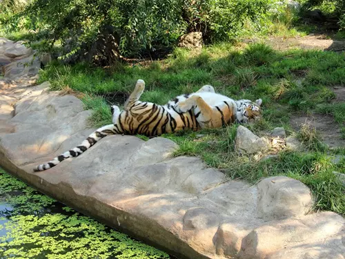 Jihočeská zoologická zahrada Hluboká nad Vltavou – adoptujte si zvíře