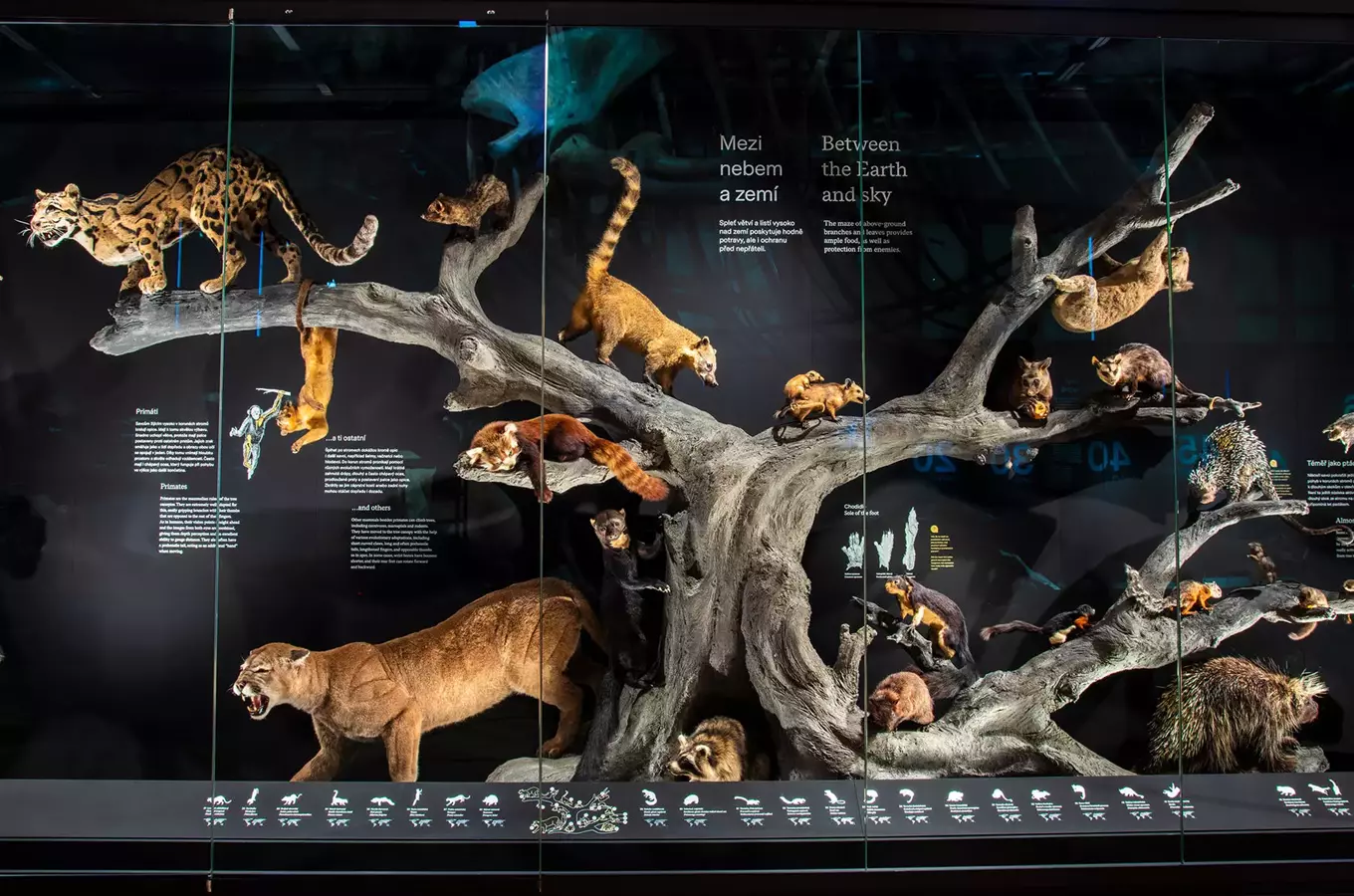 Přírodovědecké sbírky a preparáty: sbírky, kuriozity a zvířecí celebrity