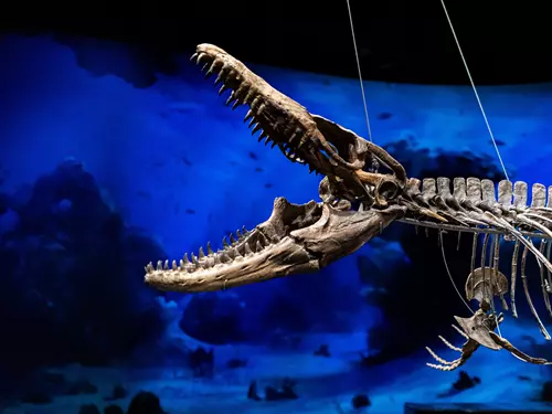 Dinosauria Museum Prague – Dinosauria Praha, kudy z nudy