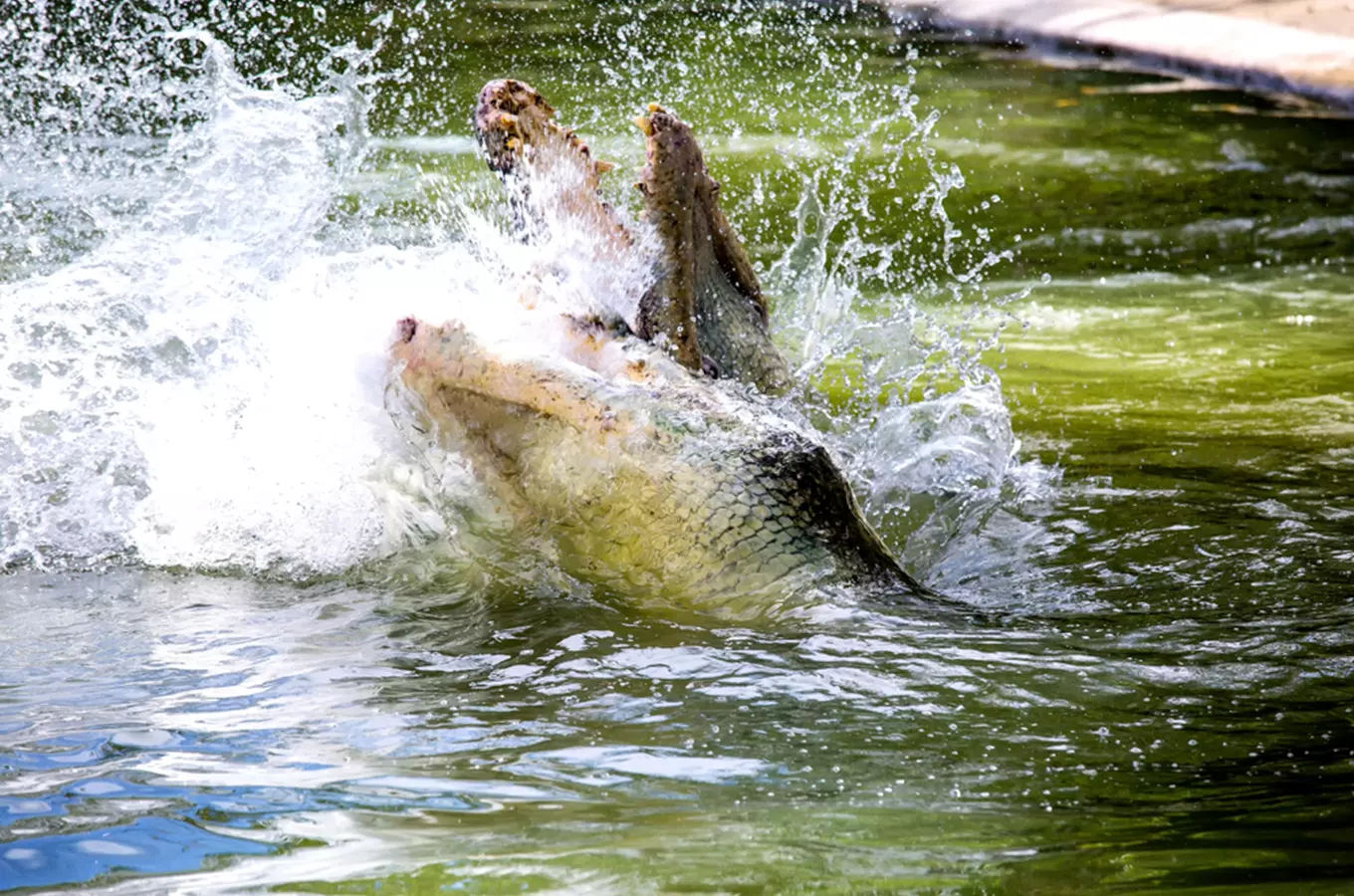 Krokodýlí zoo Protivín