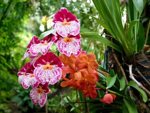 Výstava orchidejí v trojské botanické zahradě ukáže poklady vietnamské džungle 