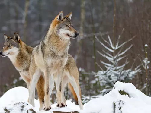 Vlci, jeleni a rysi aneb čím si vylepšit zimní dovolenou na Šumavě 