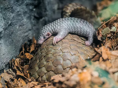 V Zoo Praha se narodil další luskoun