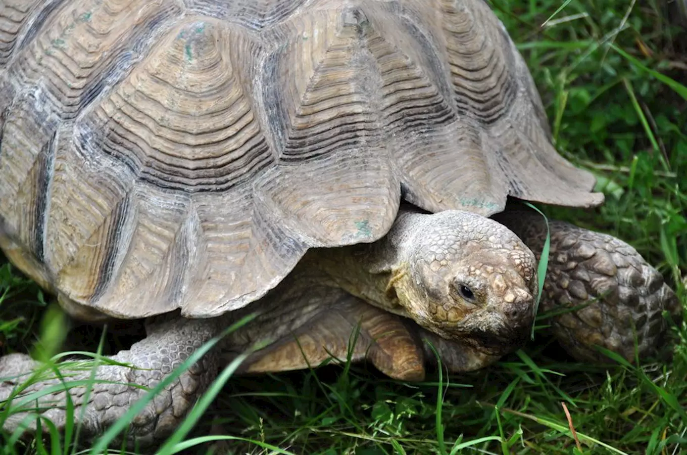 Největší skupina želv obrovských v ČR – želvy obrovské v Zoo Plzeň