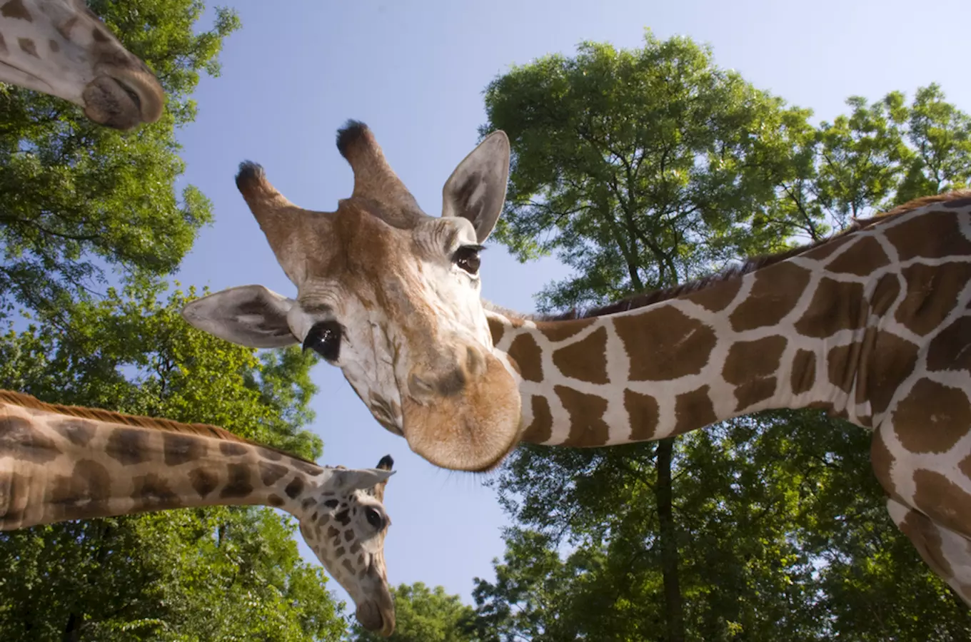 Žirafy poprvé volně v safari! Zoo Dvůr Králové představuje další novinku