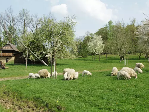 Májové dny v rožnovském skanzenu: Májka, vyhánění ovcí na pastviny a zážitky pro celou rodinu