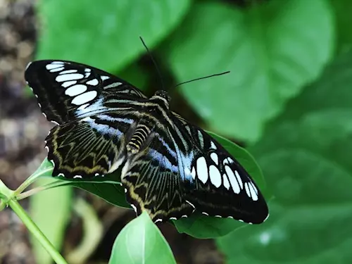 Motýli v trójské Botanické zahradě zkráší po celý měsíc Fatu Morganu! 
