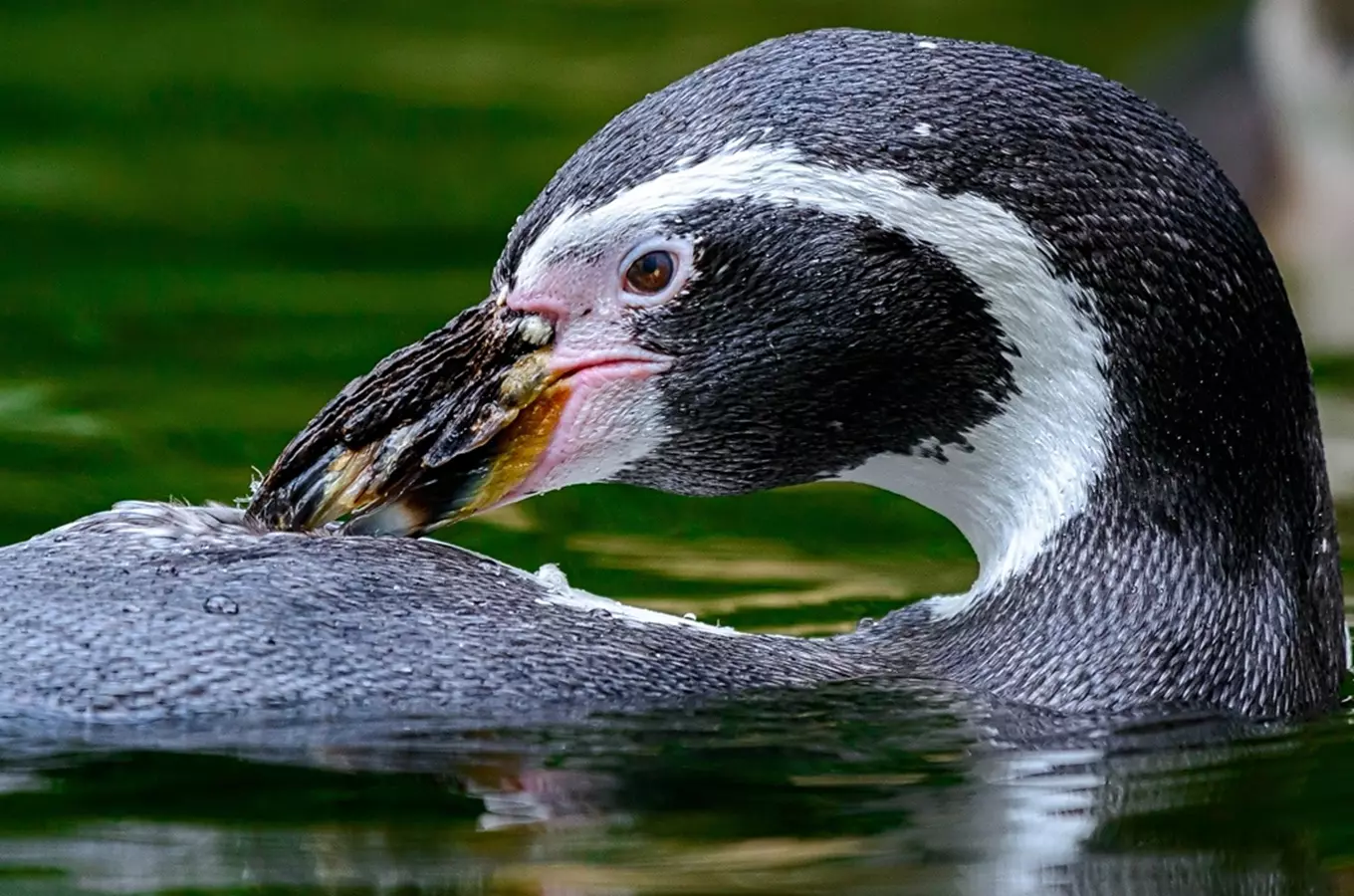 Do Zoo Zlín se vypravte i uprostřed zimy, nebudete litovat