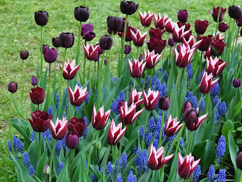 Tulipány v Pruhonicích