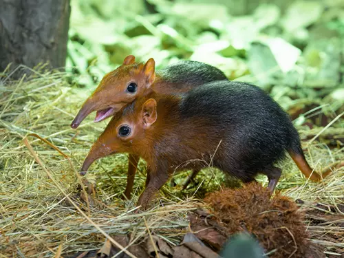 V Zoo Praha si prohlédnete vzácné bércouny Petersovy