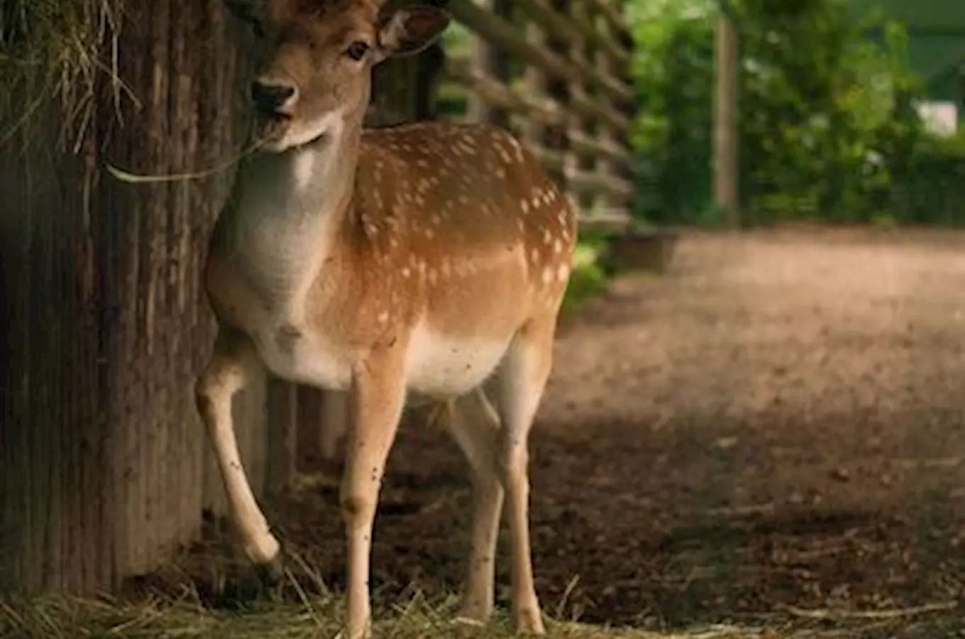 Jihočeská zoologická zahrada Hluboká nad Vltavou, Kudy z nudy