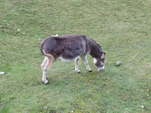 Hradní safari ve Strakonicích