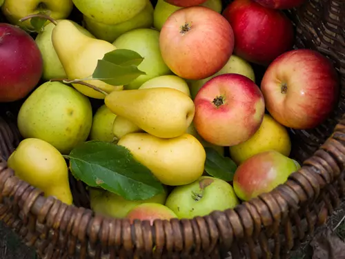 Hruškovo-jablečná slavnost