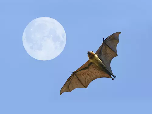Mezinárodní noc pro netopýry v Kladrubech