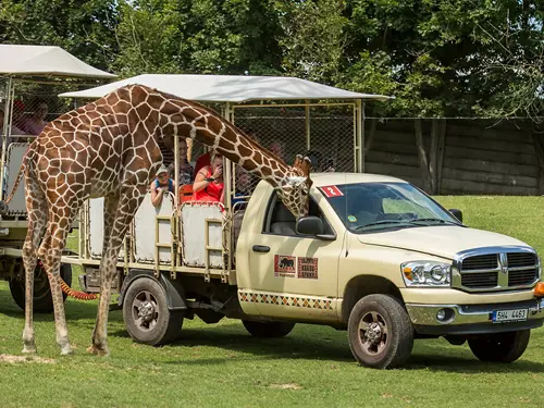 Afrika truck v Safari Parku Dvůr Králové – Africké safari Josefa Vágnera