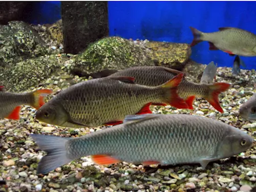 Aquarium Český Krumlov - výstava živých sladkovodních ryb