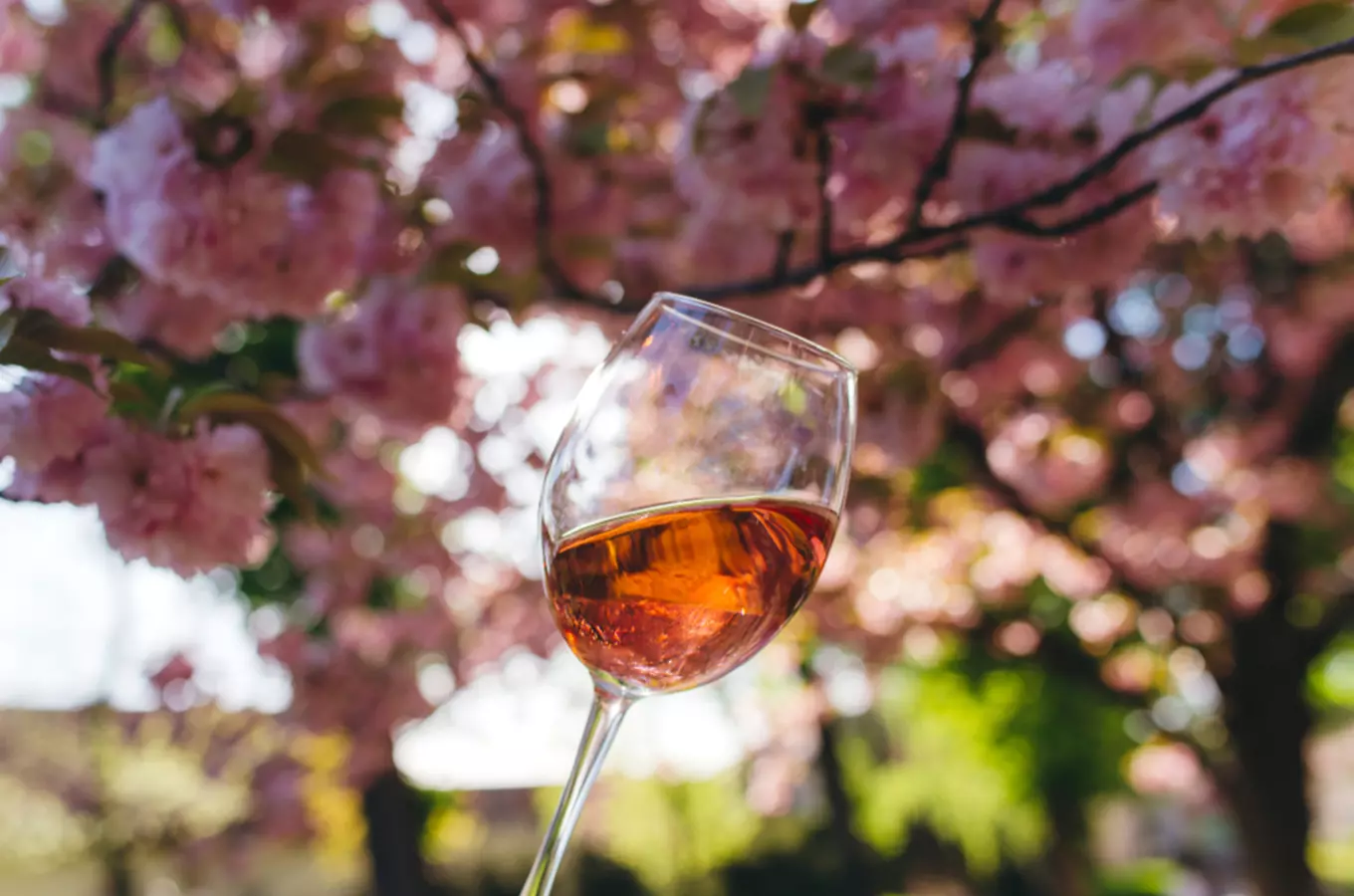 Vinařské akce: svěží tipy na jarní ochutnávky vín 2024