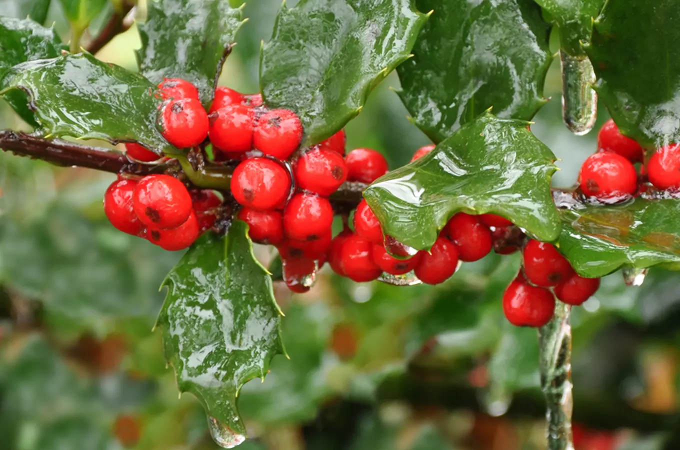 Rostlinné symboly Vánoc a adventu – z domova i z tropických krajin