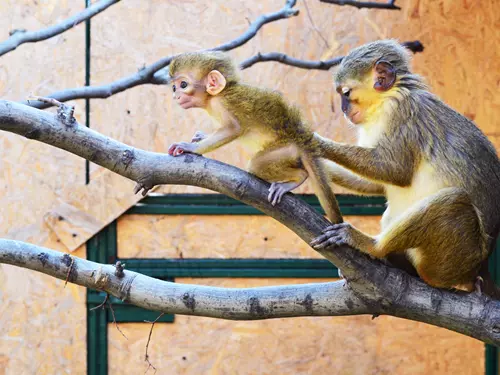 Dny adoptivních rodičů a sponzorů v Zooparku Zájezd