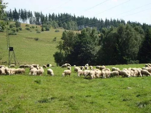 u ovcárny