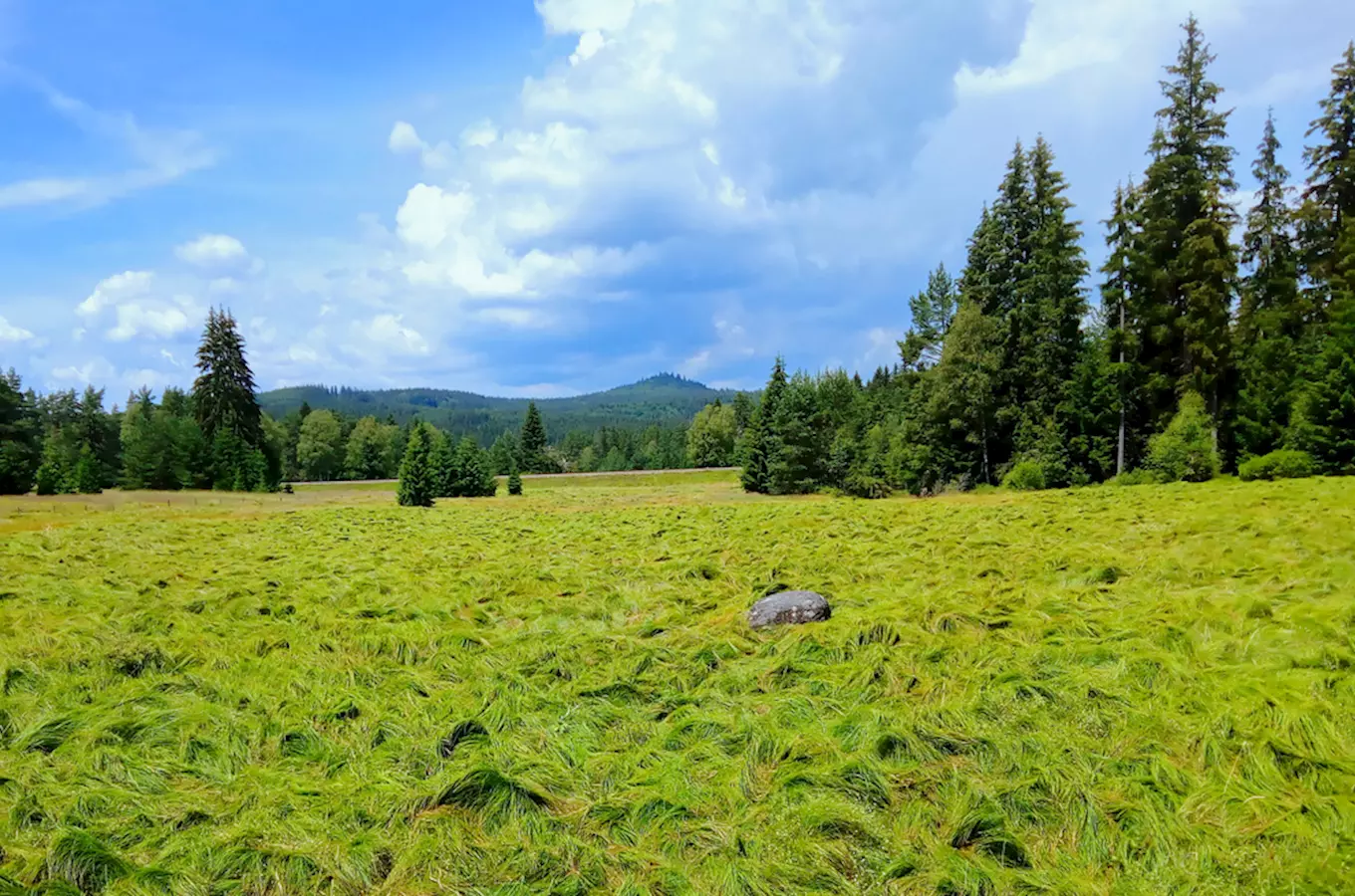 Největší národní park v České republice – Národní park Šumava